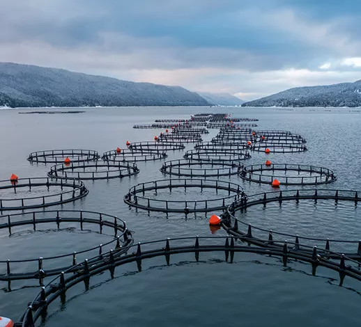 HDPE Fish Cage
