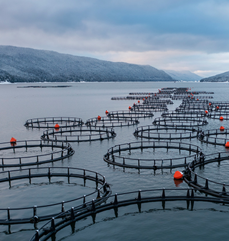 HDPE Fish Cage